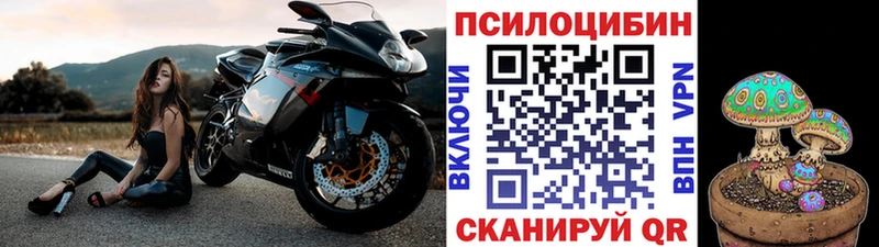 Псилоцибиновые грибы Psilocybe  Новороссийск 